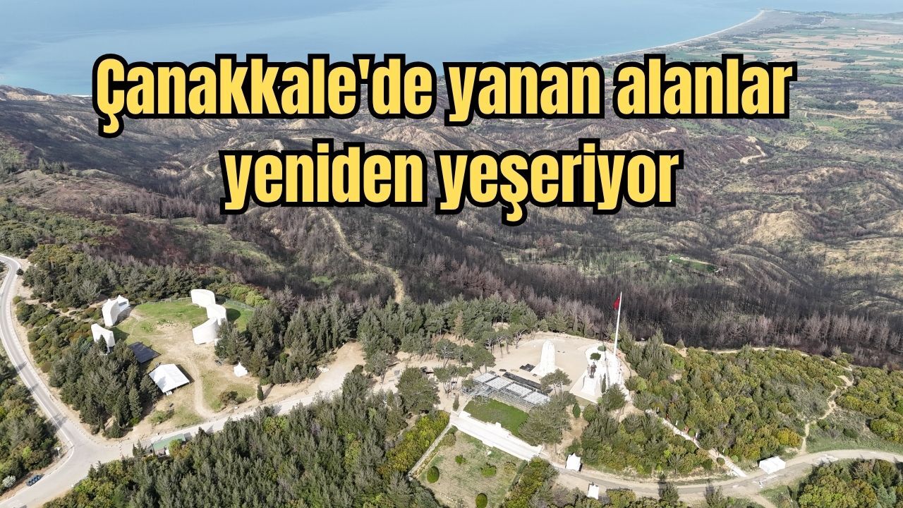 Çanakkale'de yanan alanlar yeniden yeşeriyor