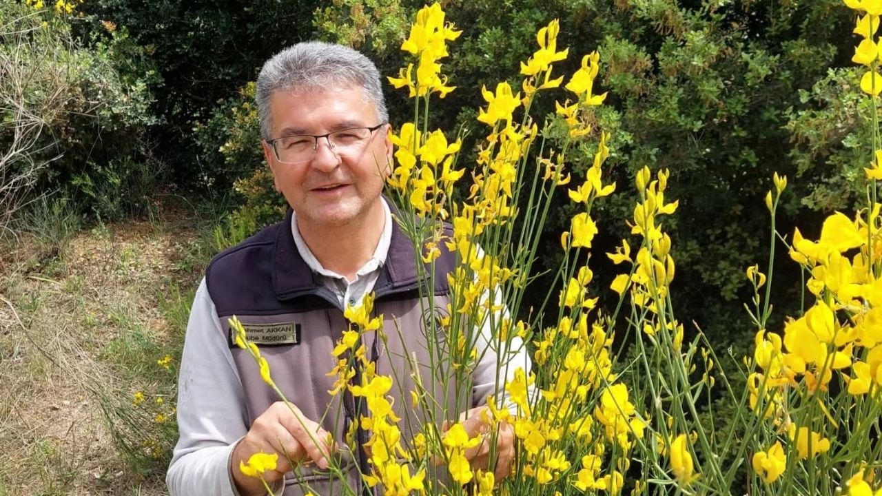 Katır Tırnağı