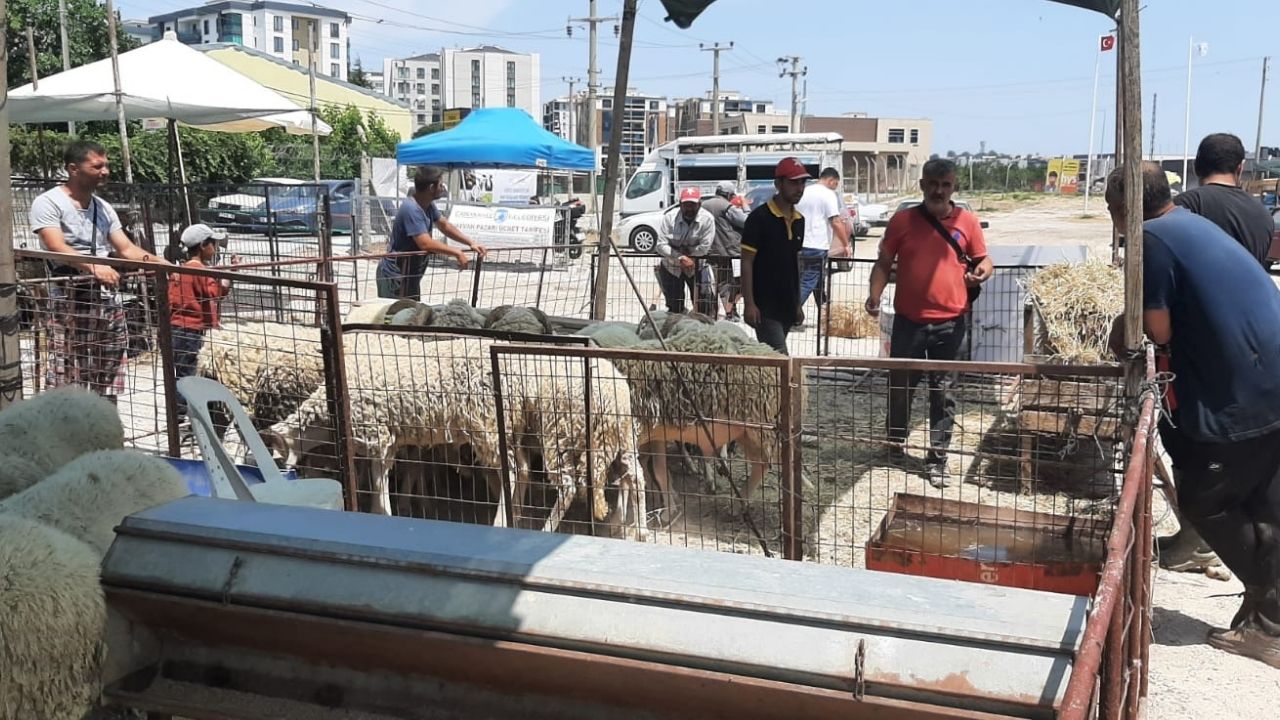 Kurban (4)