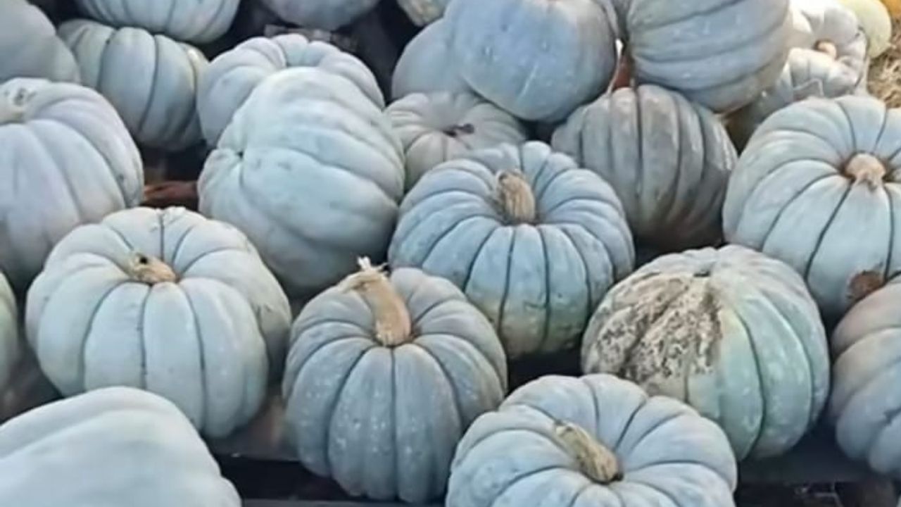 Bcfnbcfgn