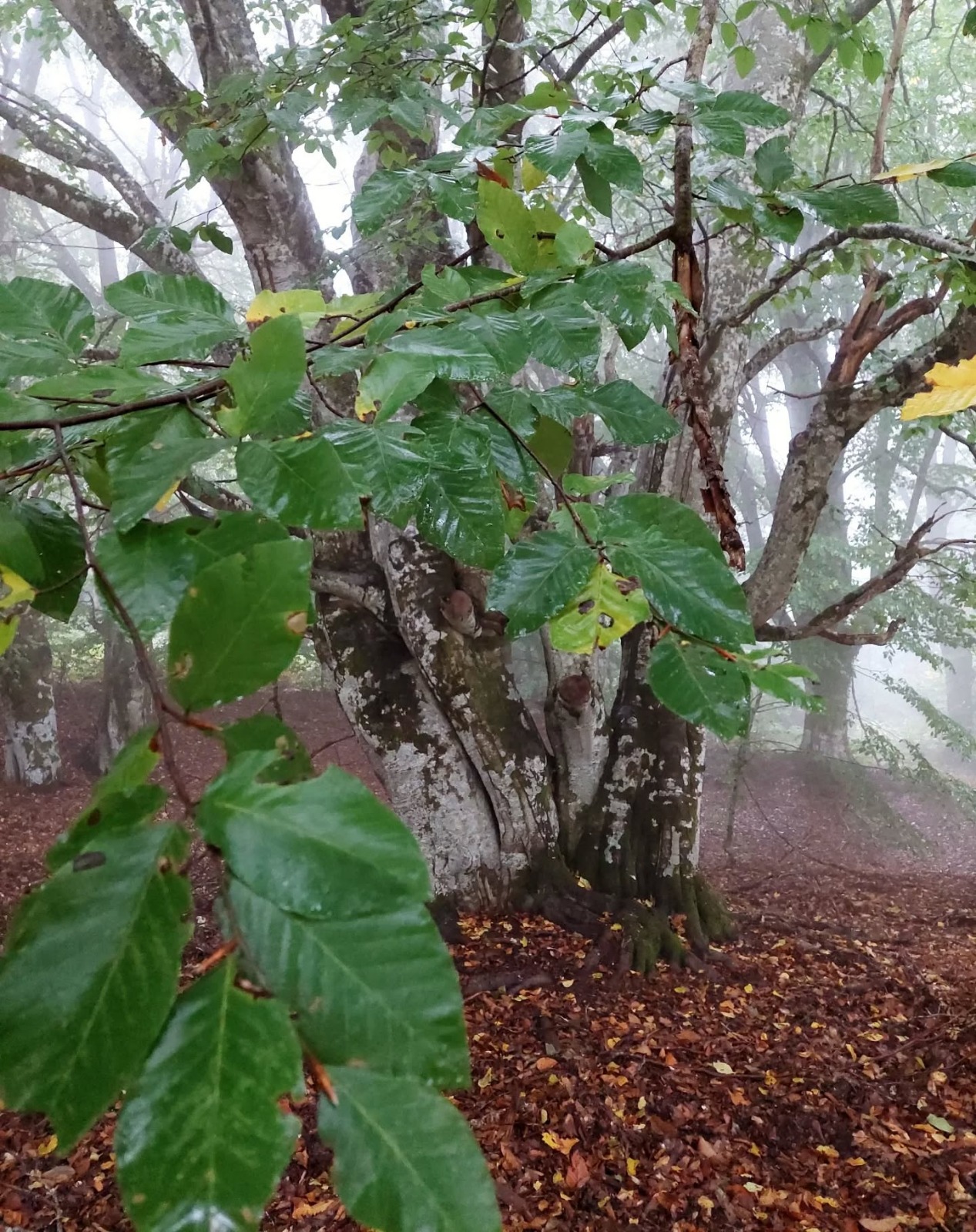 57Cb222E Fb0D 477A A1A1 2B5355Bf7Dd7