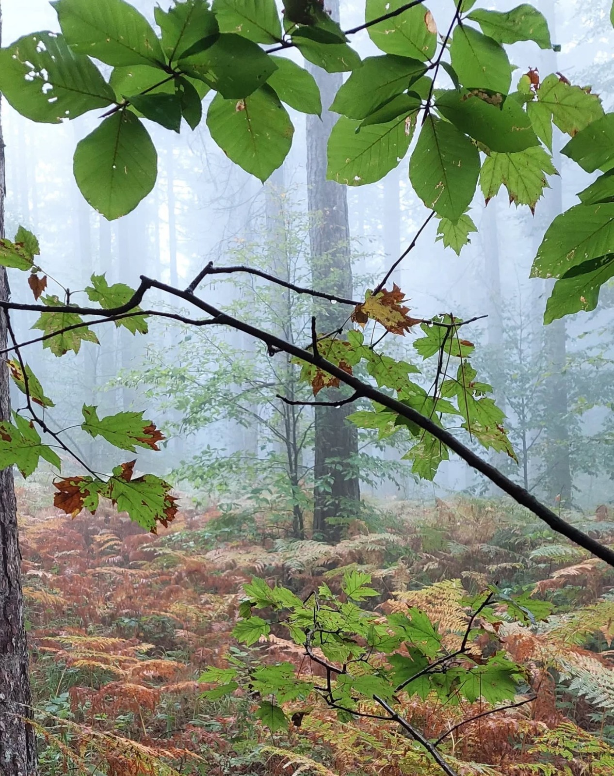 F04Cda9A Cf5E 4A48 A807 Ecdcbccdb402