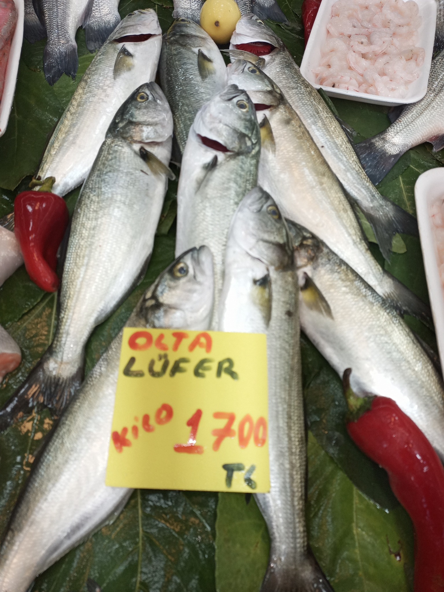 571263222 1178455817751919 7550401672516182897 N