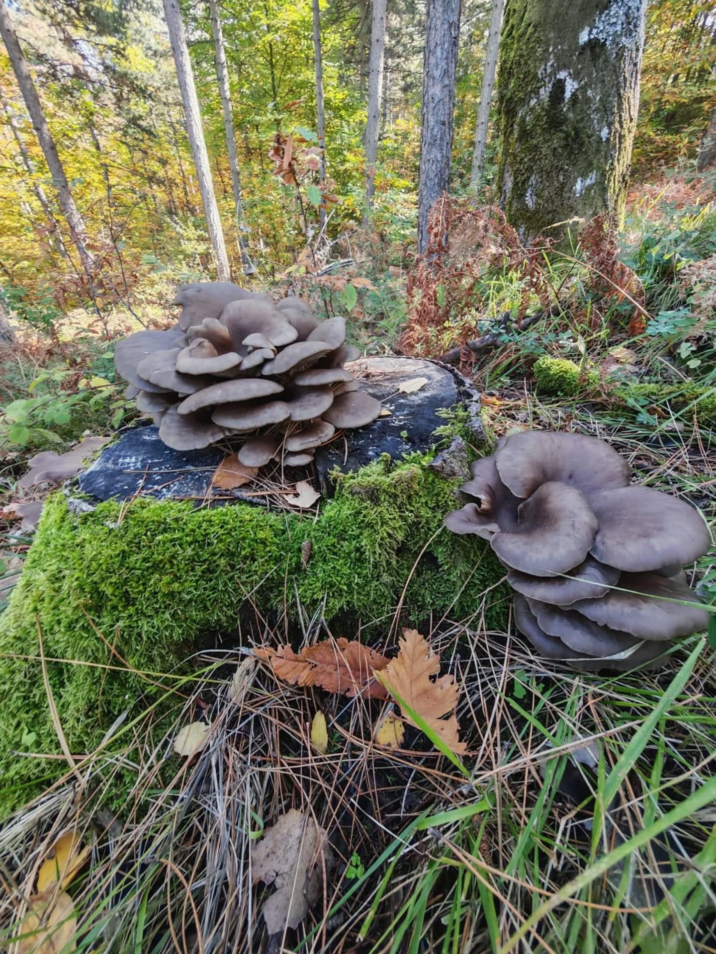 572996107 18547125214039216 6414943307782830509 N