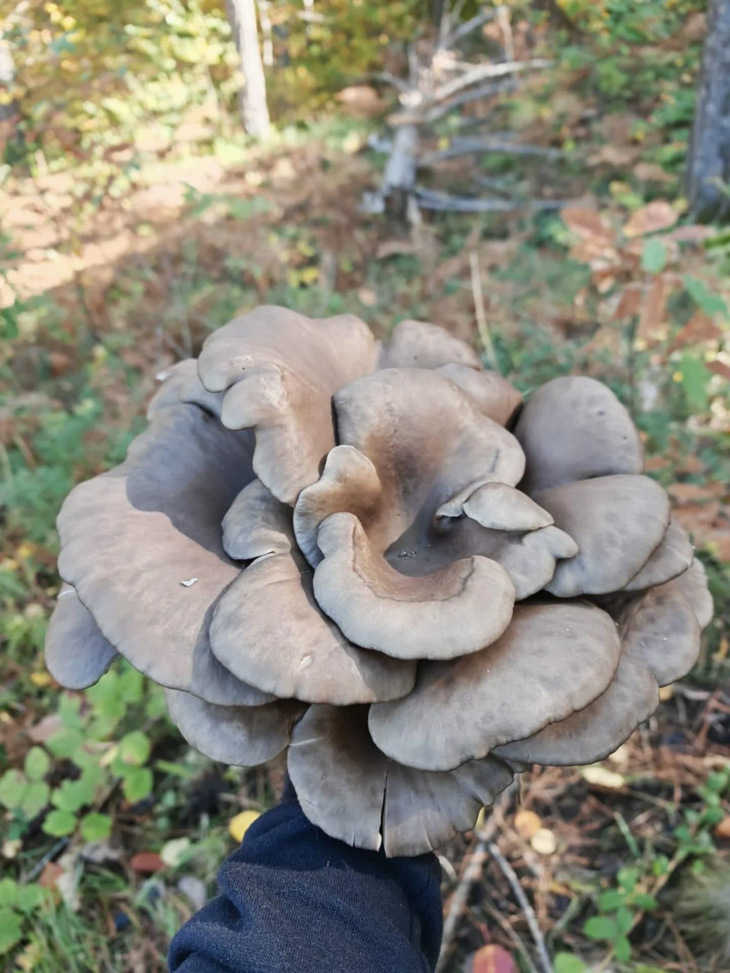 573325918 18547125232039216 7593038433837093724 N