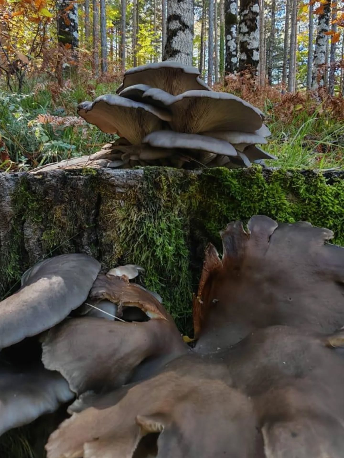 573818369 18547125223039216 3851457090366183731 N