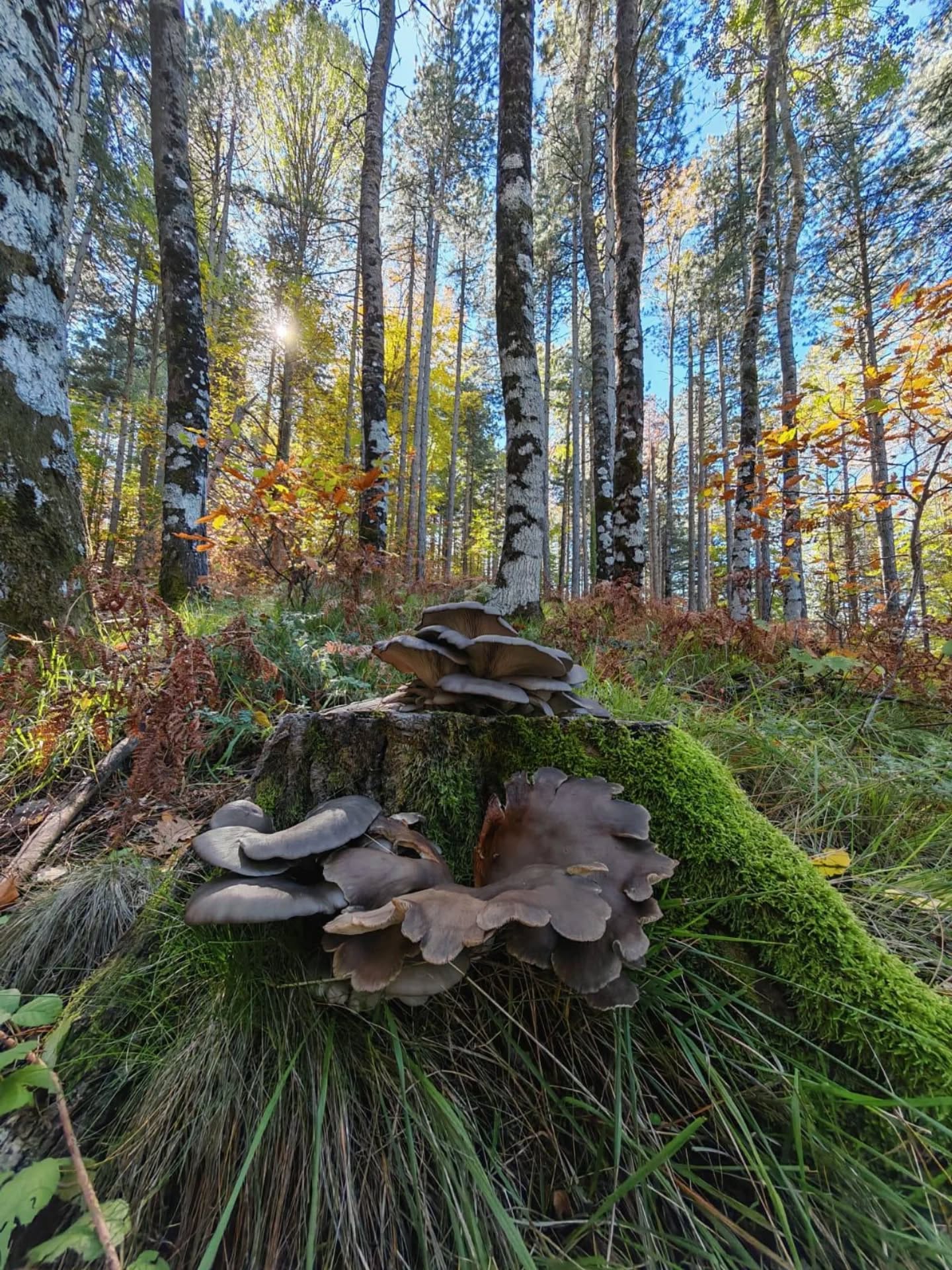 574370696 18547125184039216 5118014666741125708 N