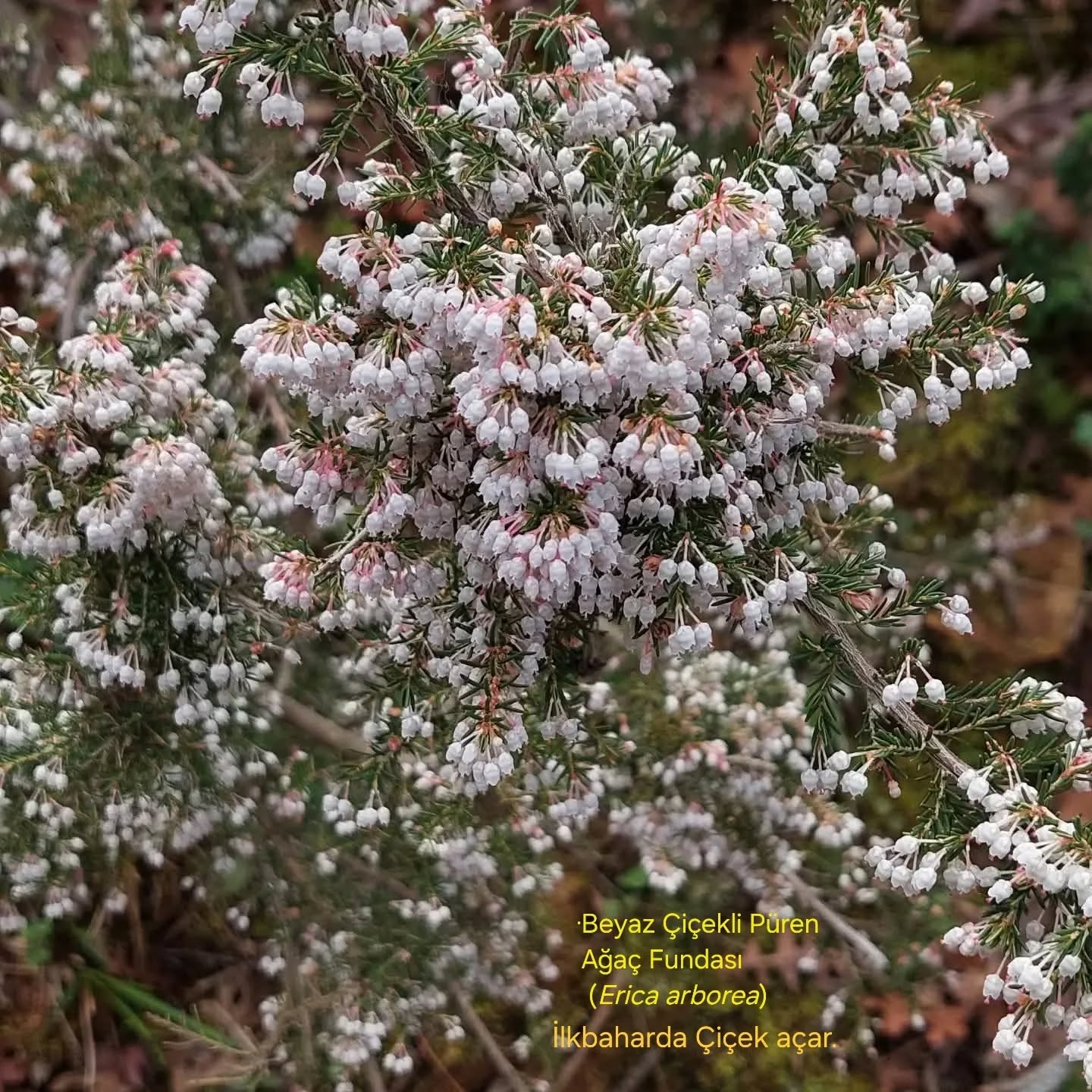 582666990 18551523058039216 6516289446032548525 N