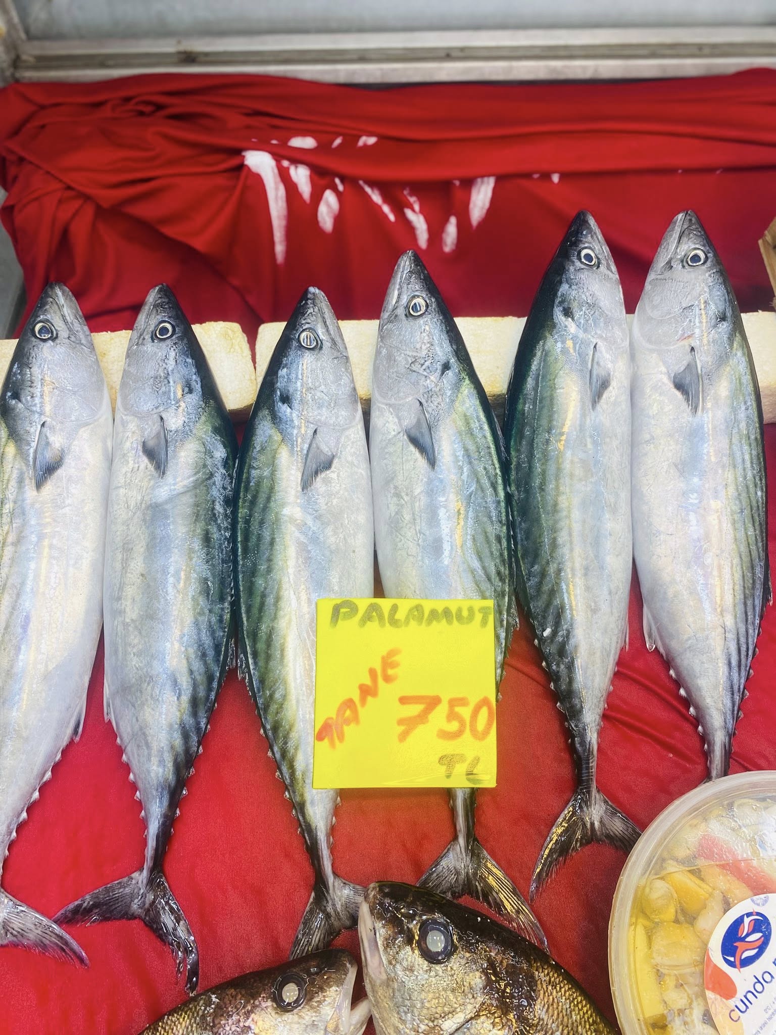 582804693 1191692069761627 6077302569997598920 N