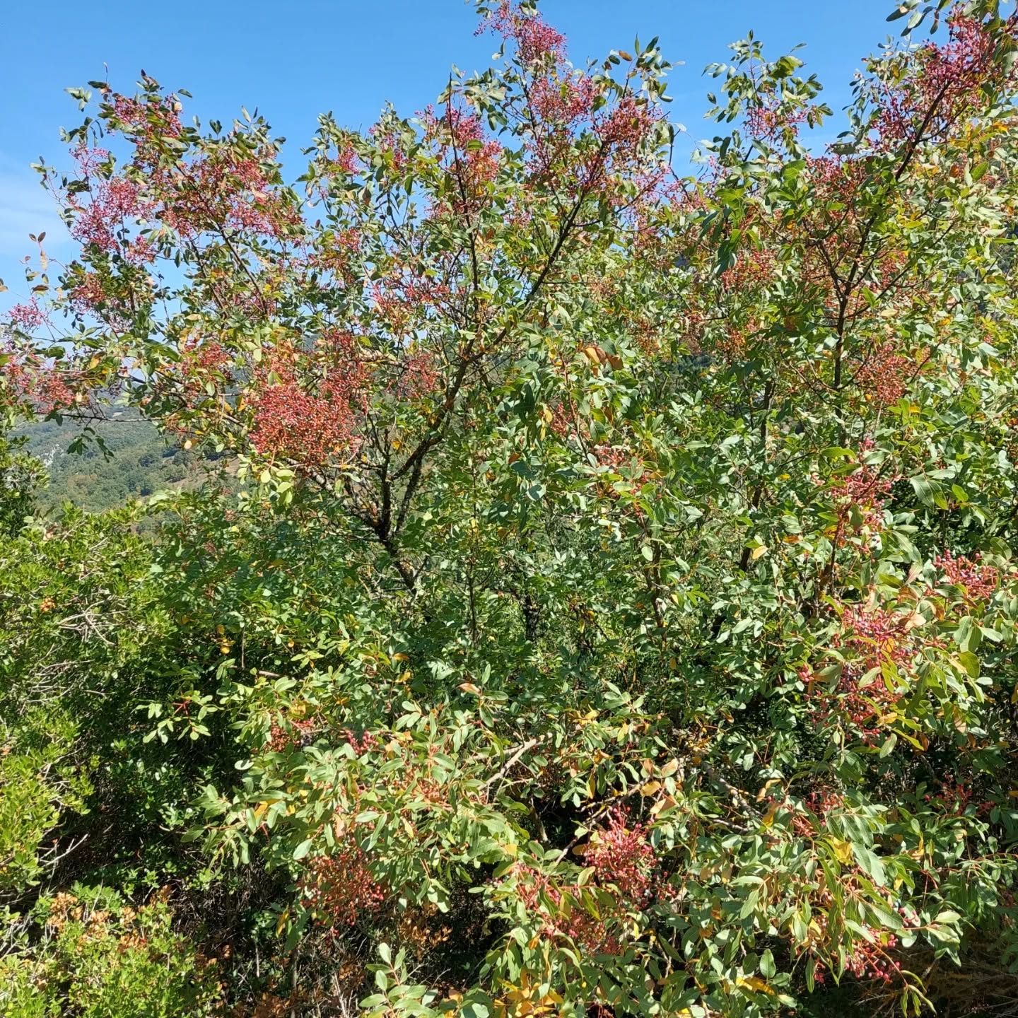 587826727 18552040048039216 4495839729637617232 N