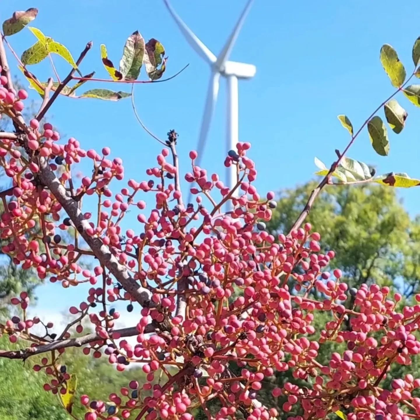 587869990 18552040195039216 6915664612021187511 N