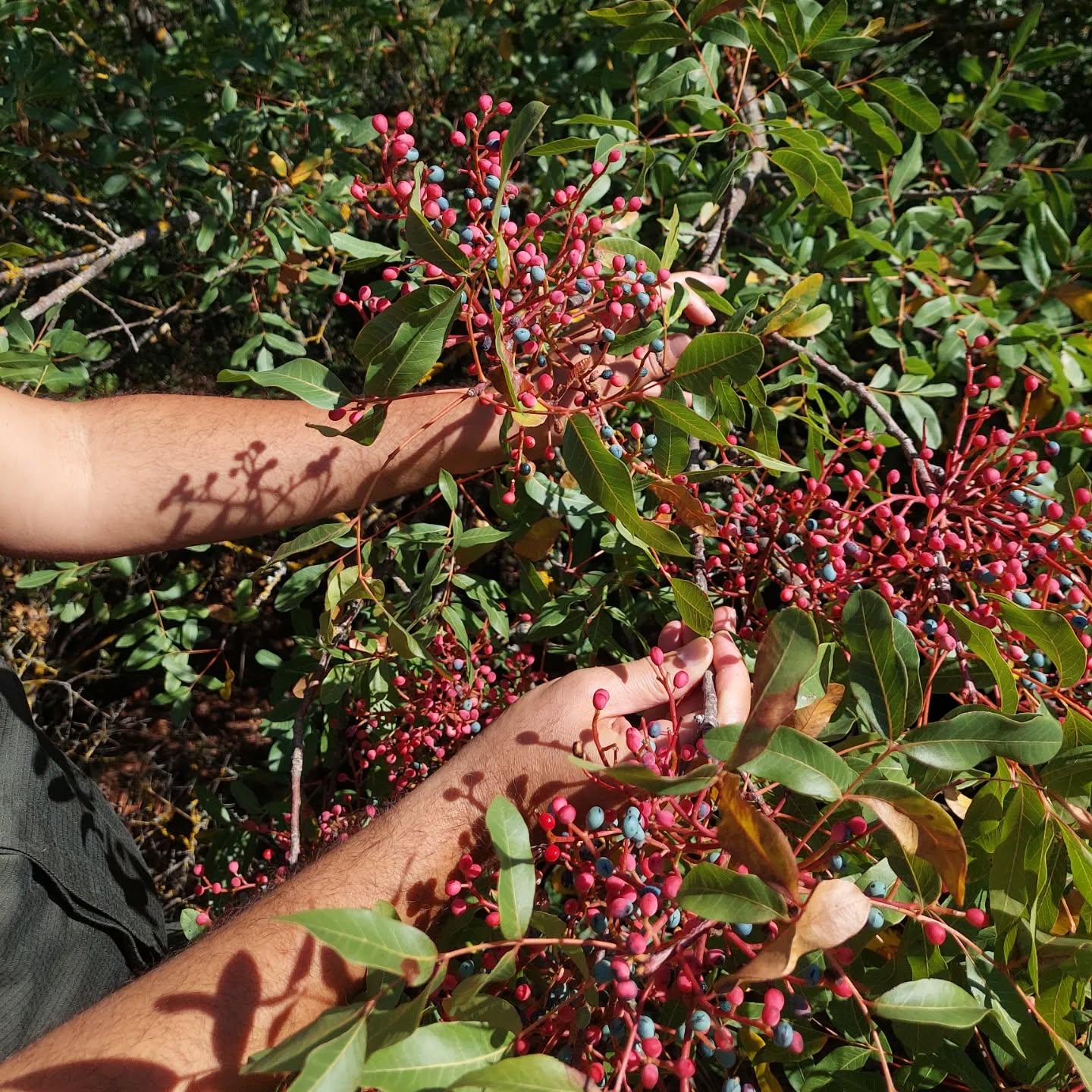 588569785 18552039994039216 6766683855706232651 N