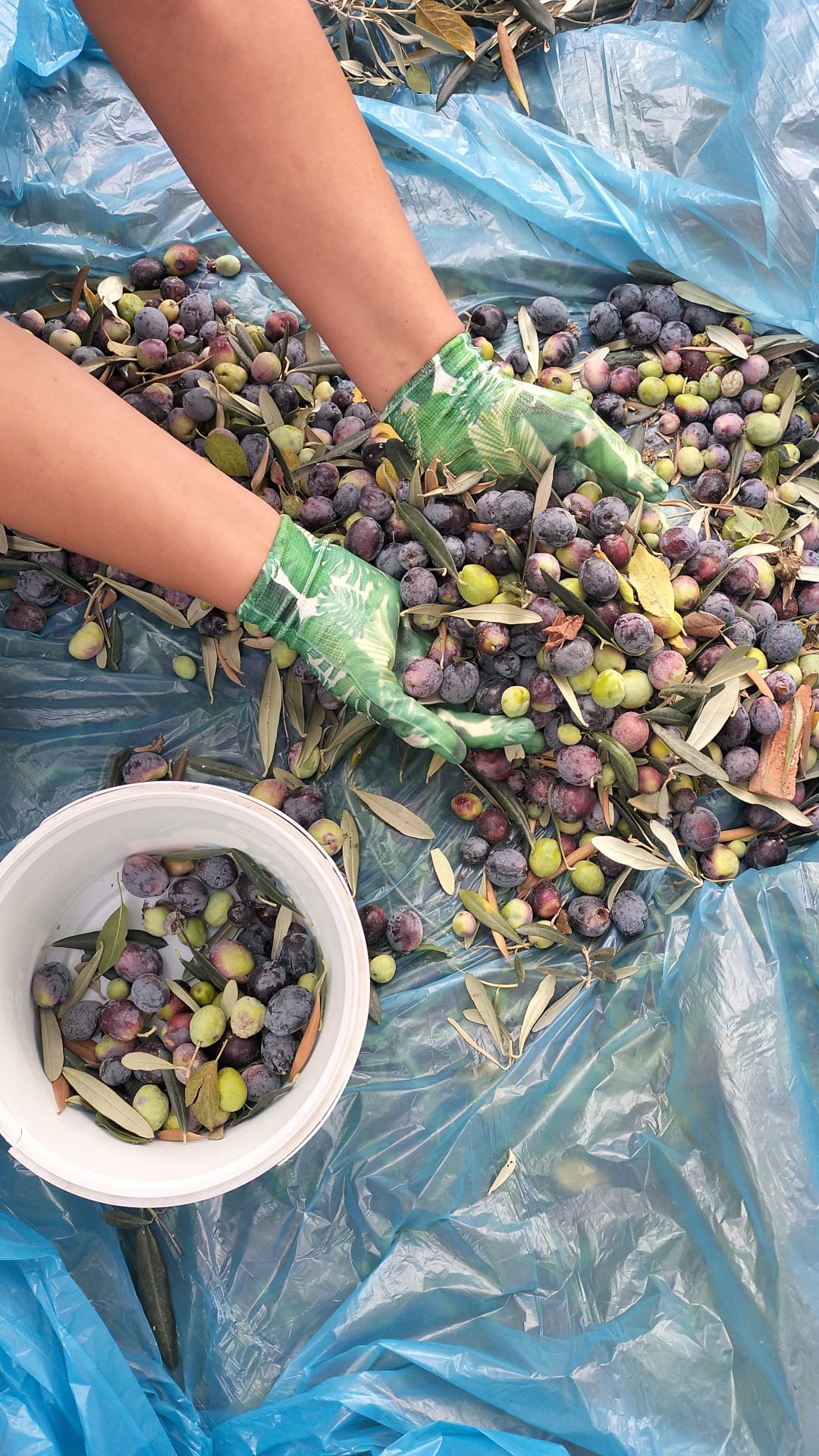 674B3A1A 9C7D 45E1 Abe8 C29D2A594D89