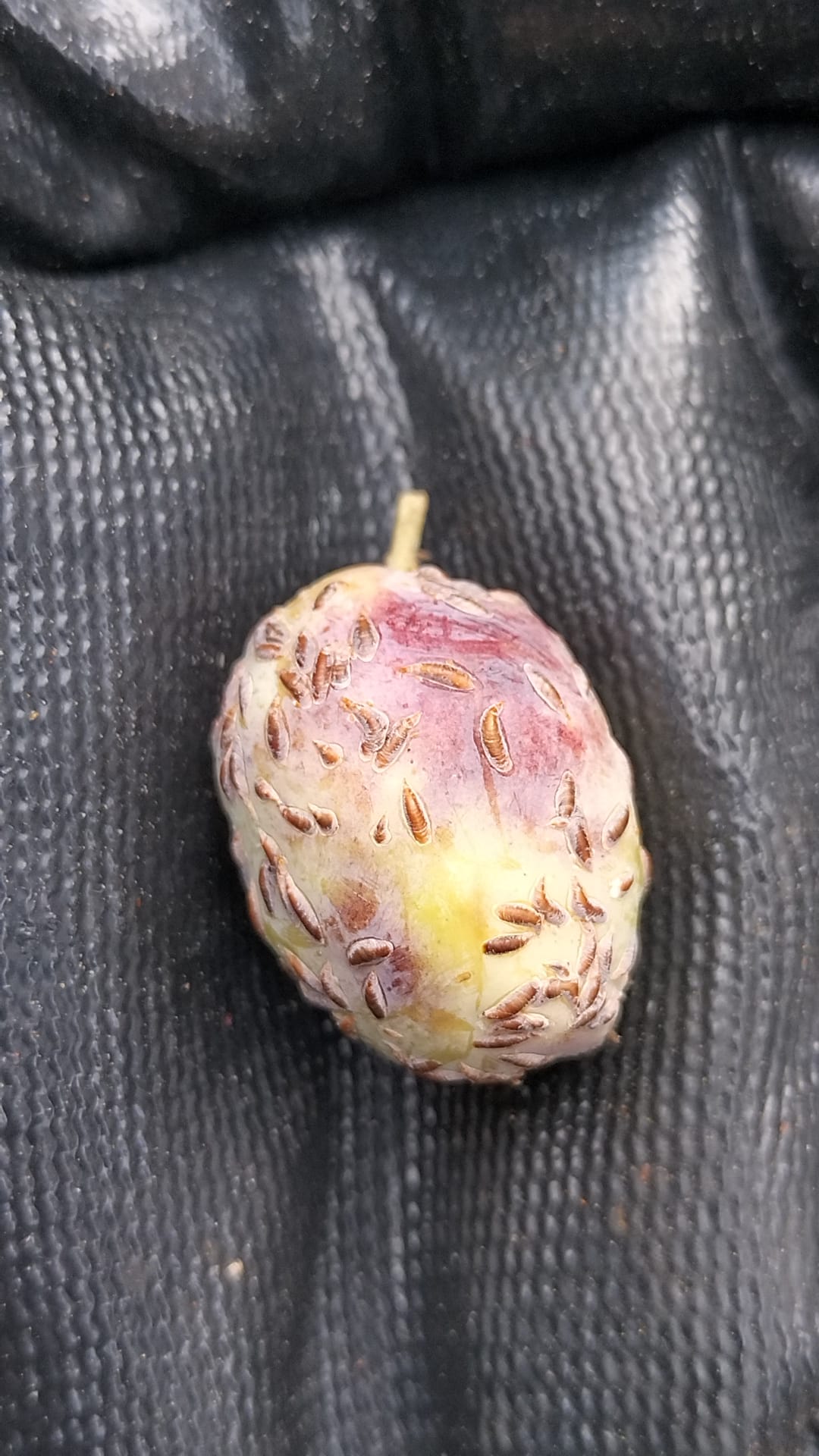 Ba4D4C42 Ec67 4E77 92F2 544905Afb28D