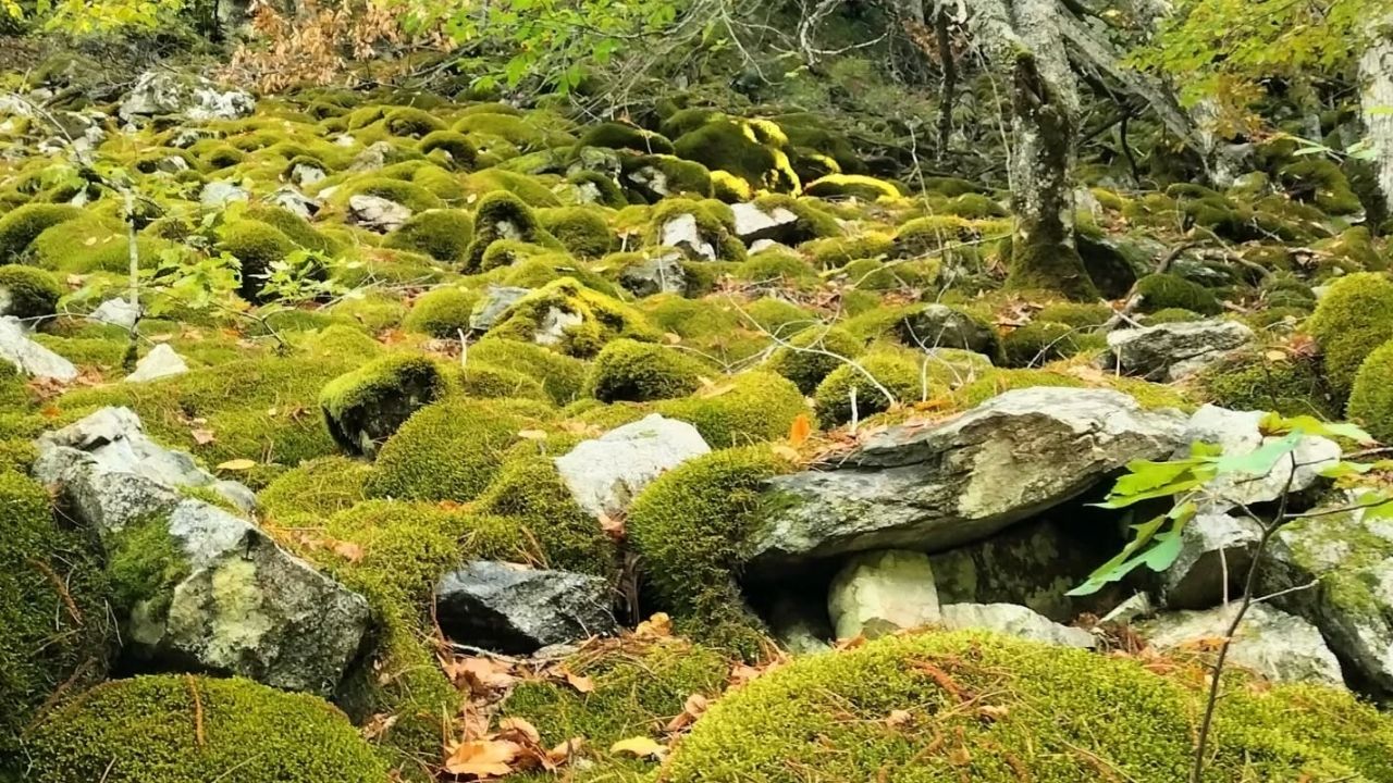 Bir Başlık Ekleyin (1)-426