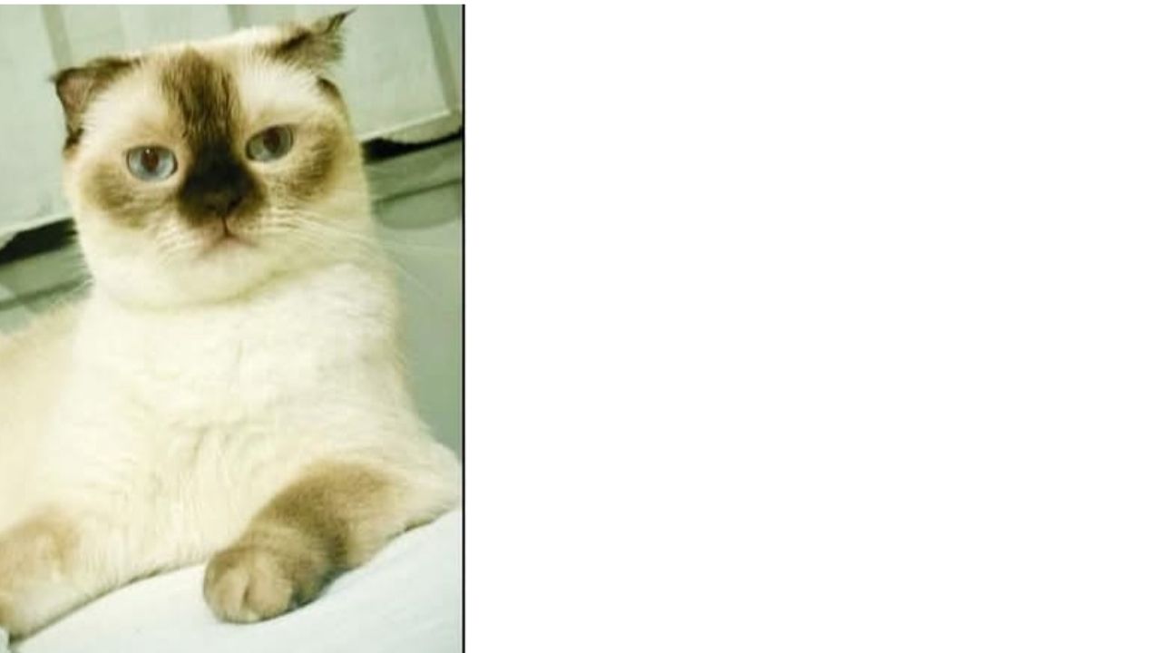 Bir Başlık Ekleyin (1)-476