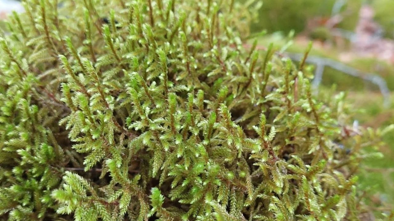 Bir Başlık Ekleyin (2)-296