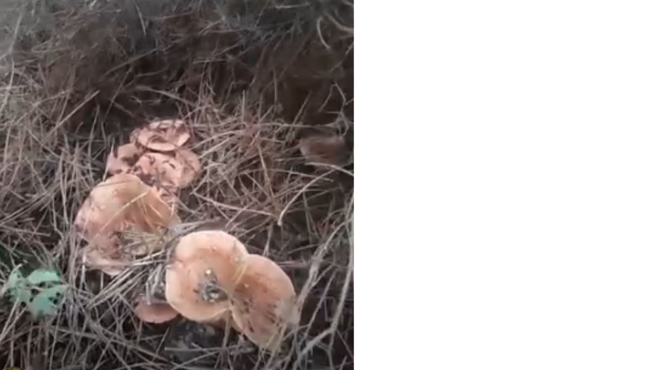 Bir Başlık Ekleyin (2)-340