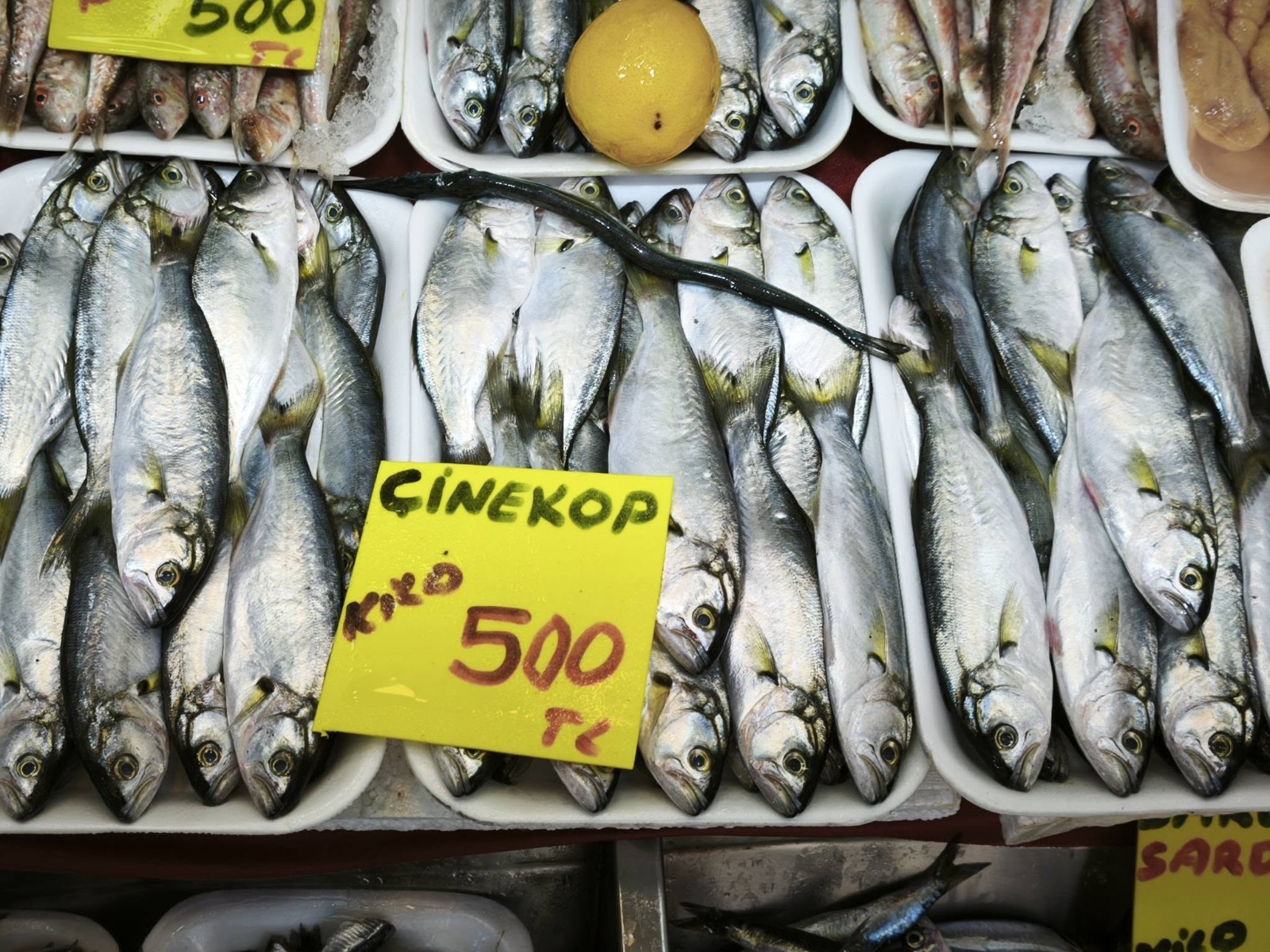 Db1Eb2F0 8278 42C8 A3C6 5E6Df0105Fe7