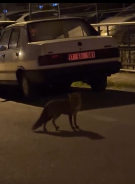 Ekran Görüntüsü 2025 11 13 102031