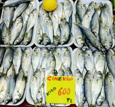 Ekran Görüntüsü 2025 11 13 152229