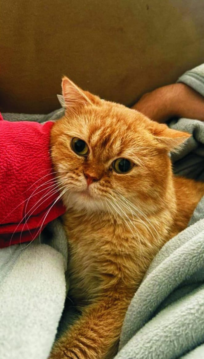 4316Ee0E 3241 4992 8D2A De40Ea3Addcc