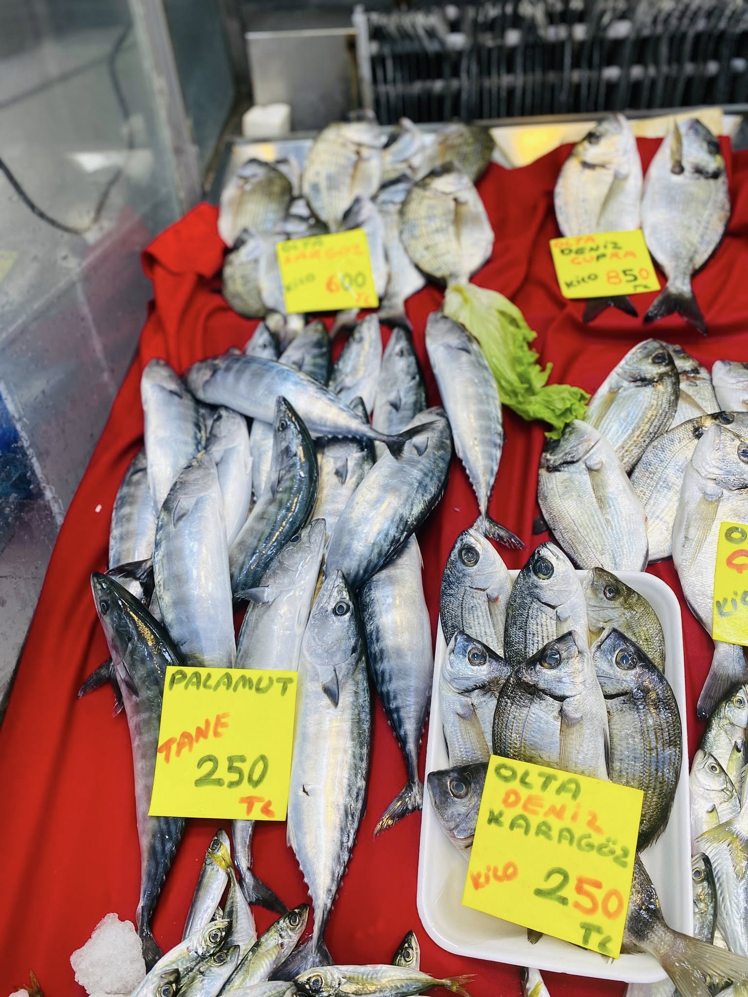 595855383 1207377641526403 5149293574307923013 N