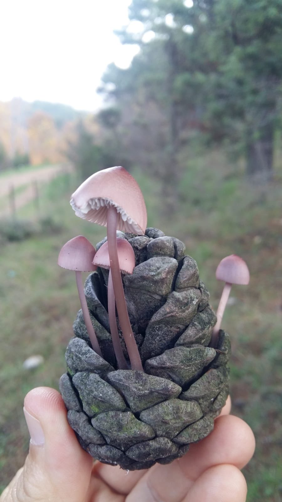 596911456 1183662853939578 8671090218010549325 N