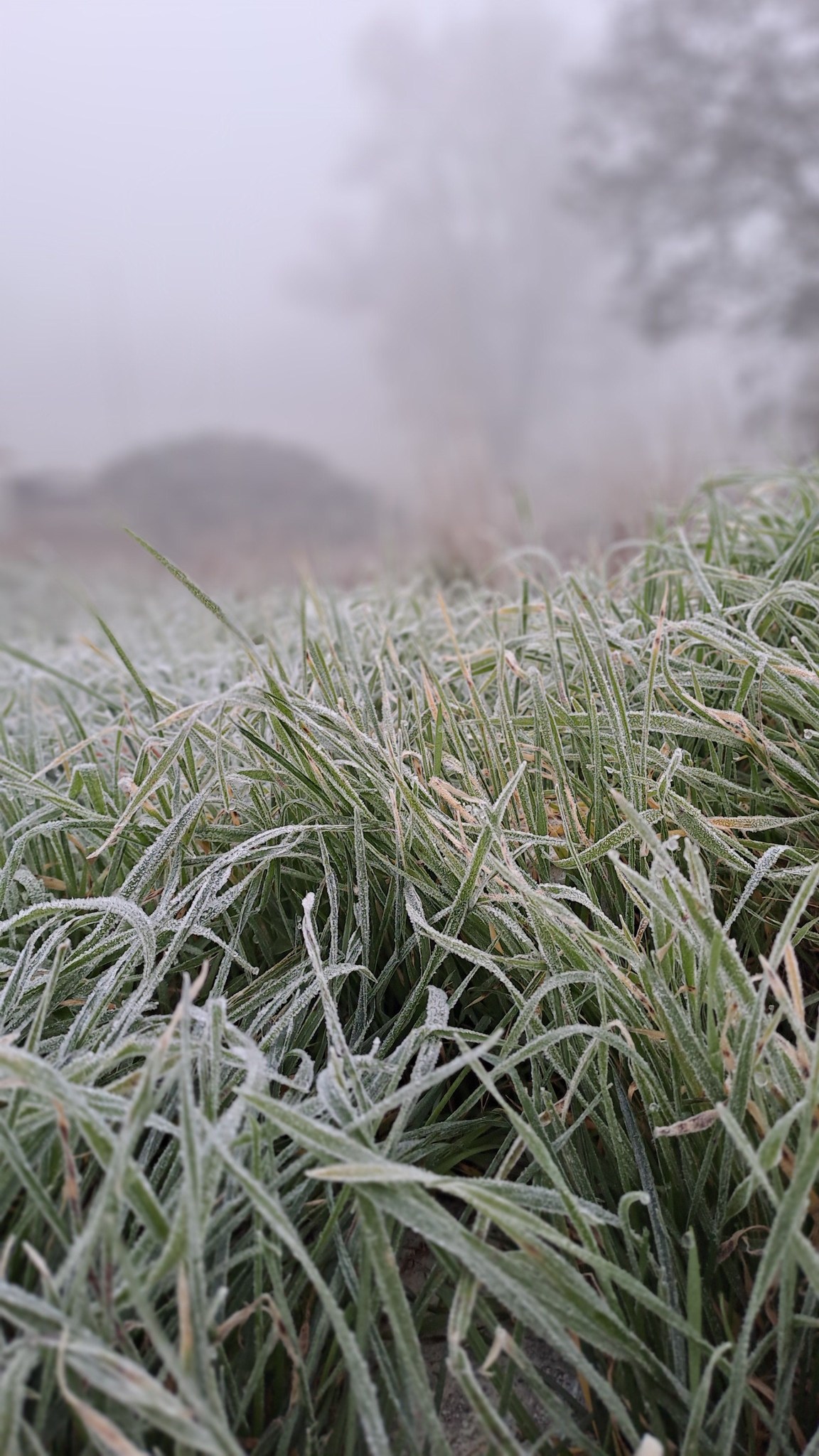 597913775 1278953960934674 3002311809906795606 N