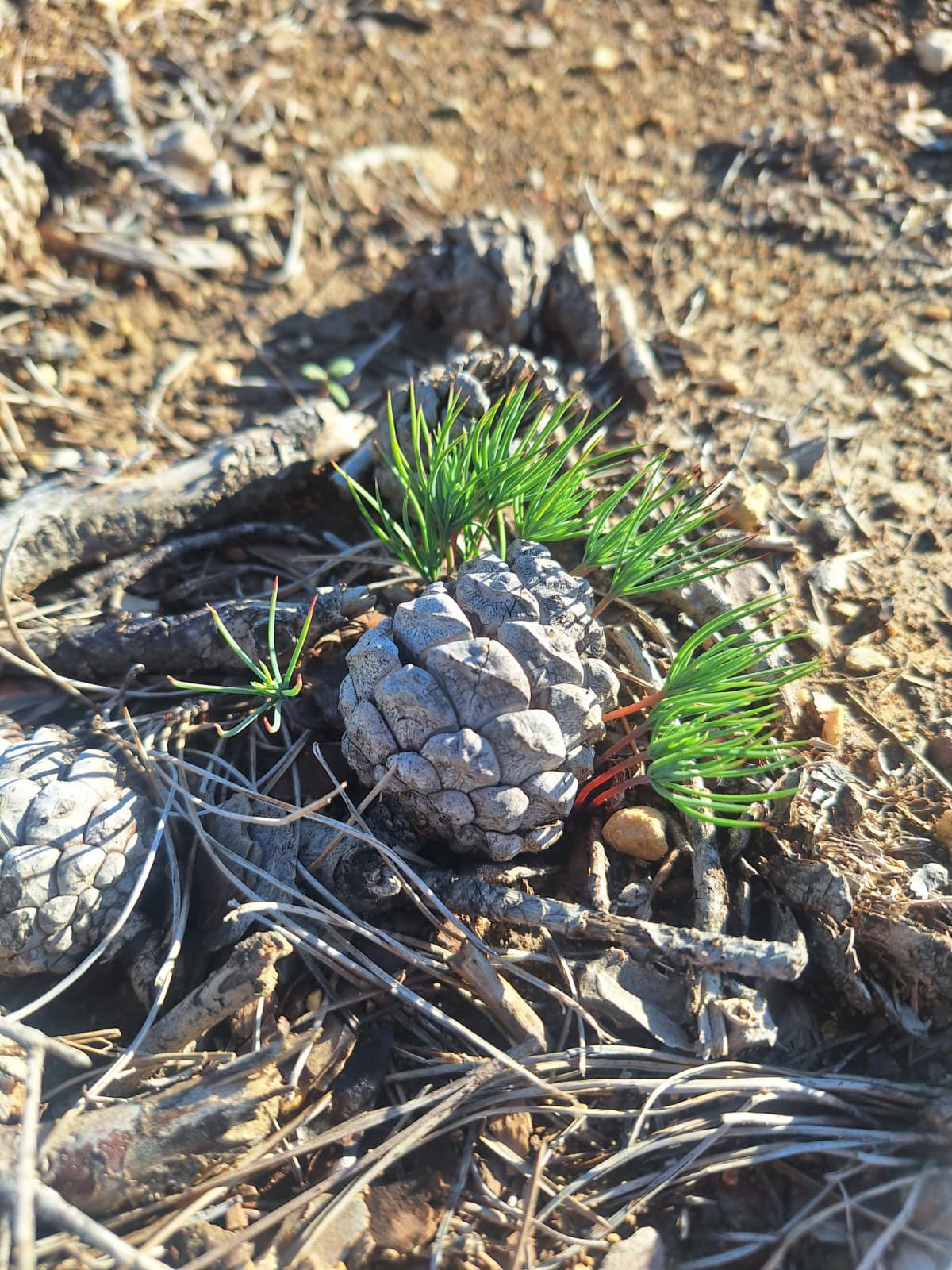 598552070 1183662863939577 8977028491680195481 N