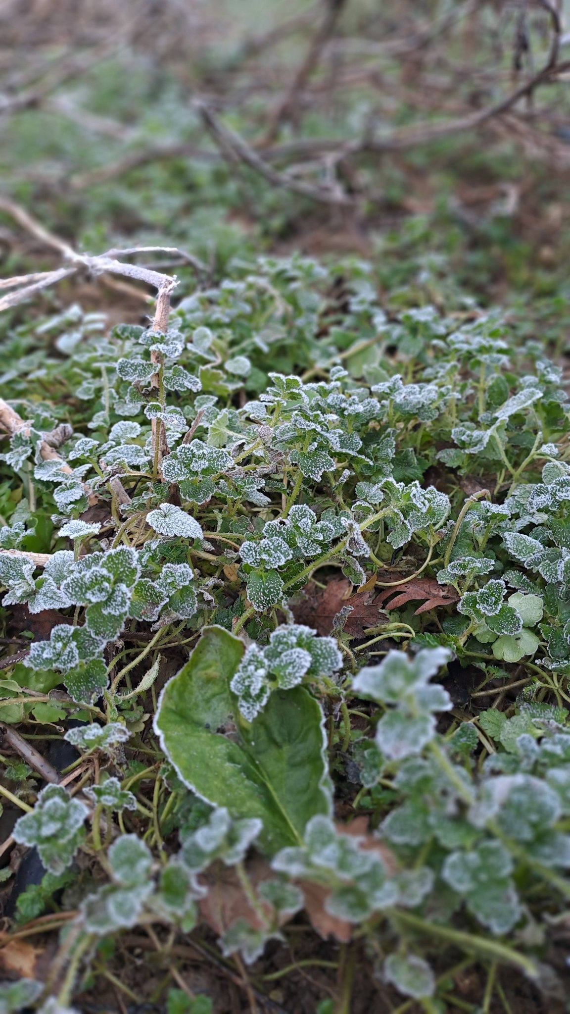 598793788 1278217351008335 166653366262504025 N