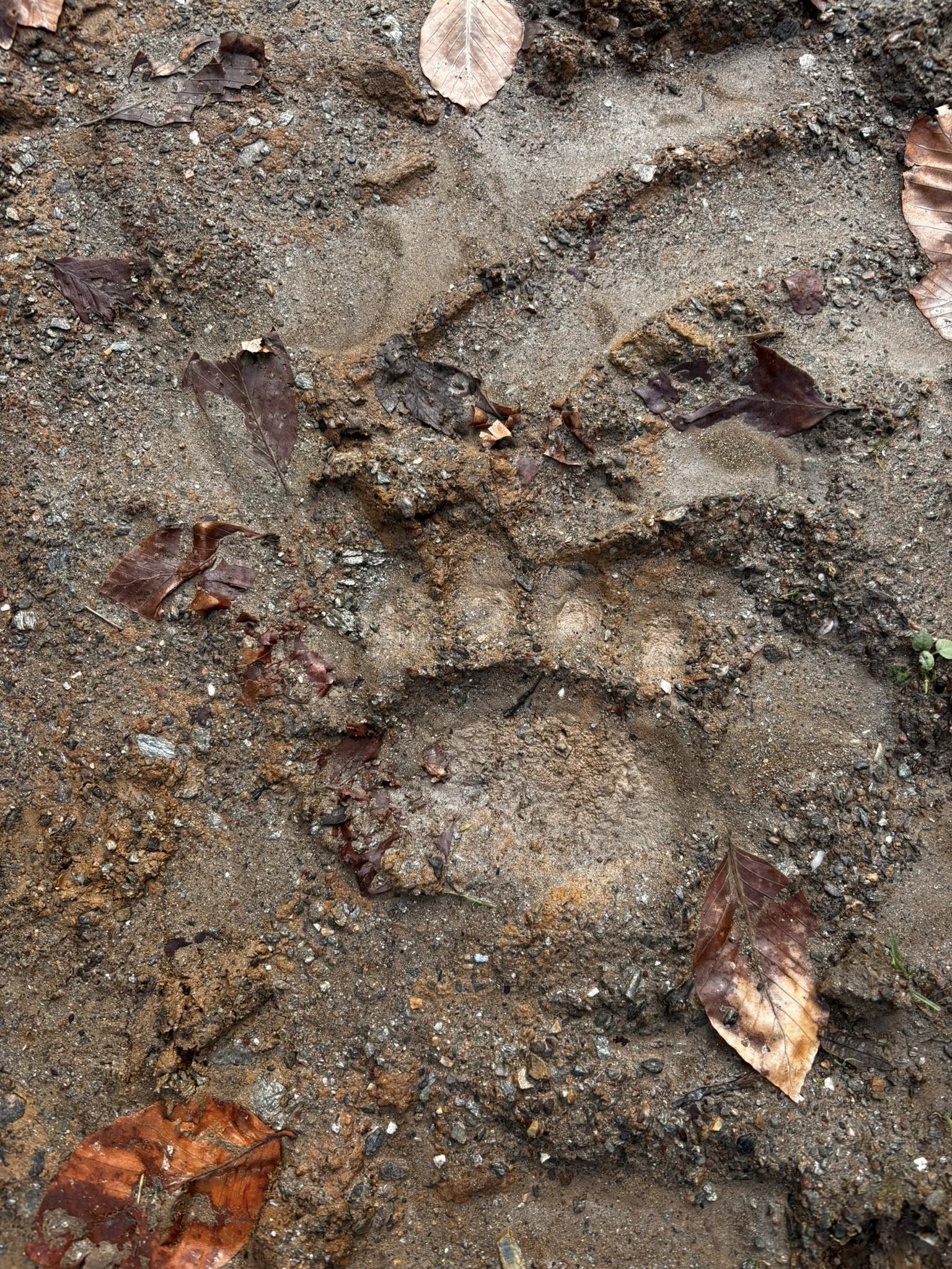 605717577 25712037735103729 6547392978331633741 N