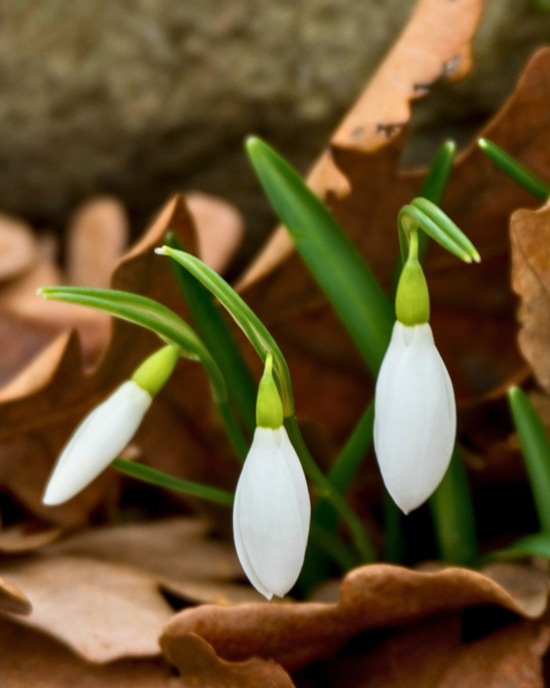 Ed9D4Bb8 Fbcb 4423 Aa4E A72C463Dc6Dd