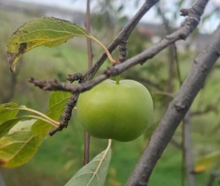 Ekran Görüntüsü 2025 12 10 111453