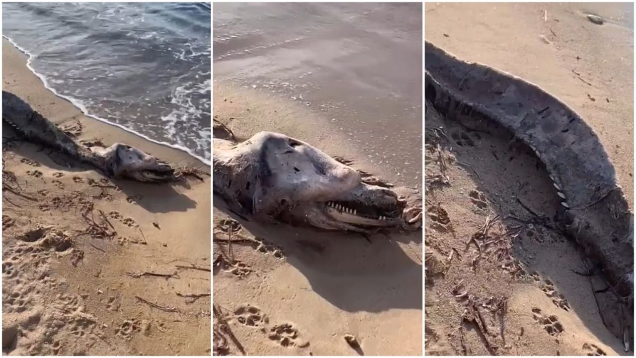 Çanakkale'de Sahile Ölüsü Vurdu