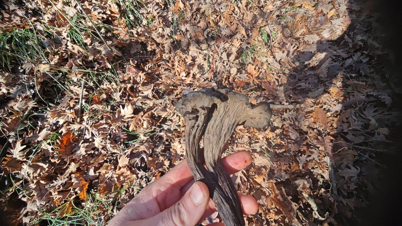 607116650 10226463054277459 3840478699242633998 N