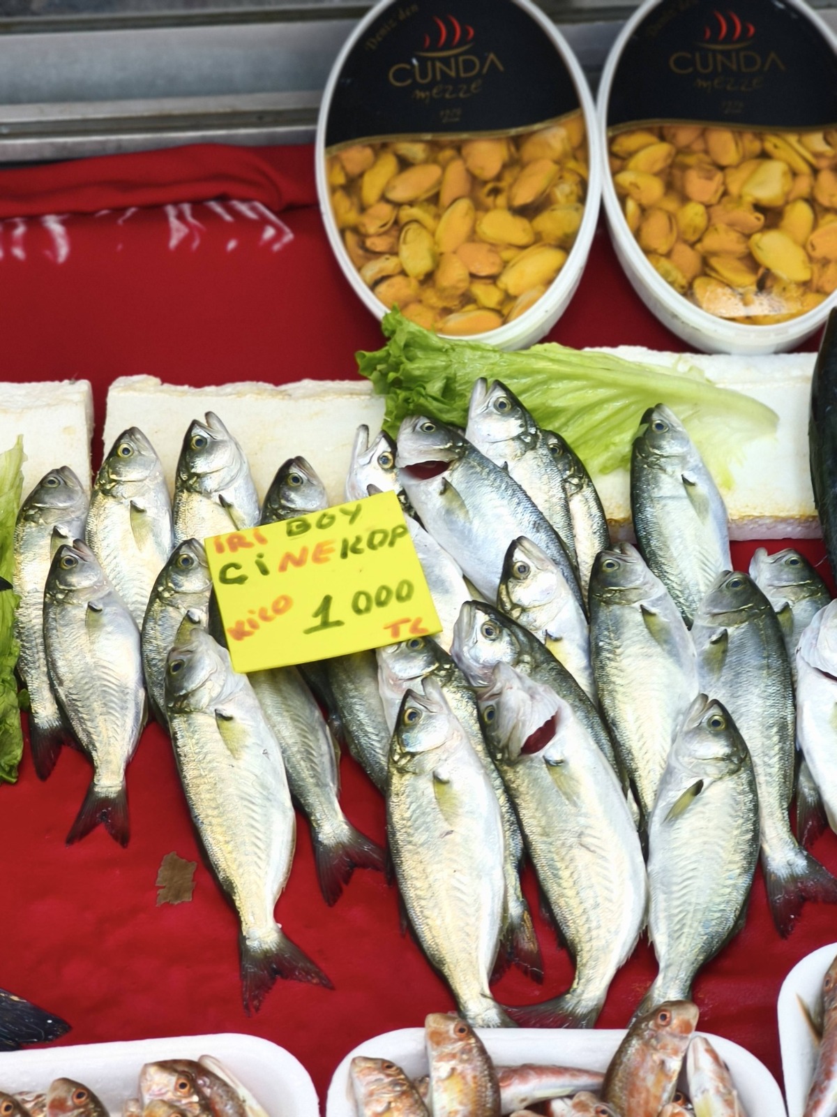 8A1073D7 2D7E 460E B966 1E24Bdc6Cf6E