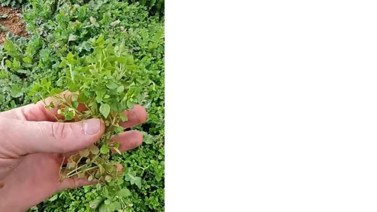 Bir Başlık Ekleyin (10)-123