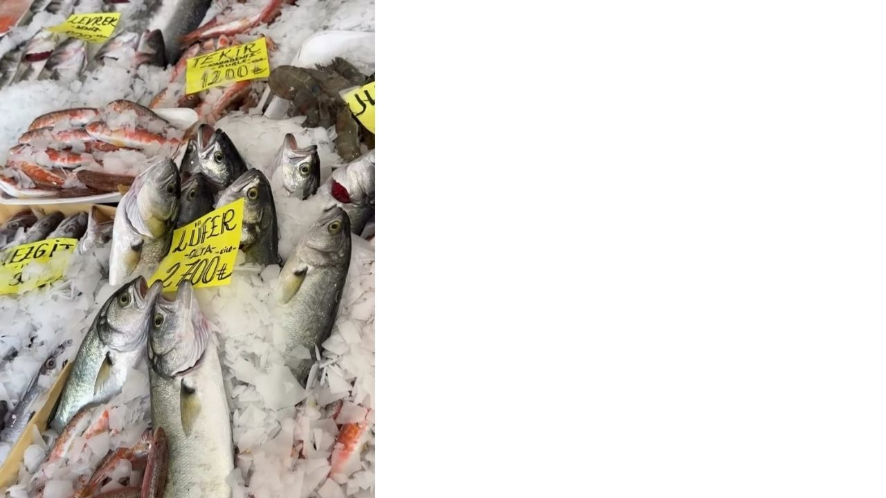 Bir Başlık Ekleyin (4)-296