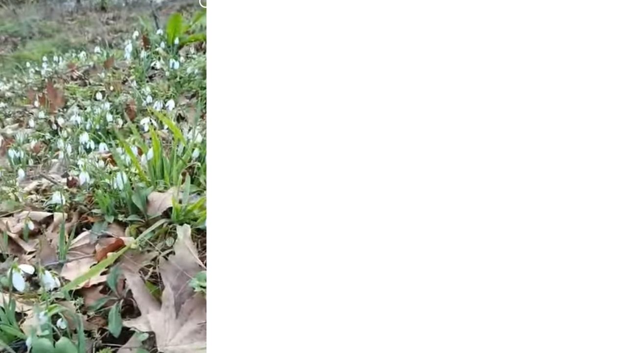 Bir Başlık Ekleyin (5)-261