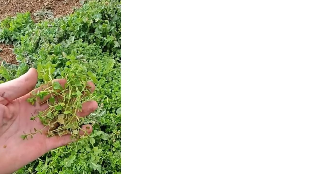 Bir Başlık Ekleyin (9)-134