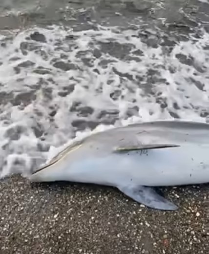 Ekran Görüntüsü 2026 01 08 120803