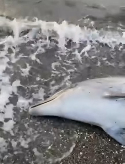 Ekran Görüntüsü 2026 01 08 120831