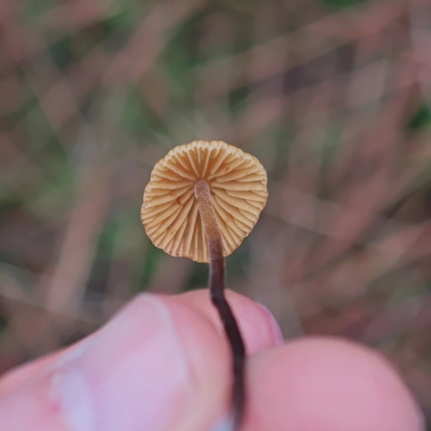 627045270 10226766439101890 1056245939178065339 N