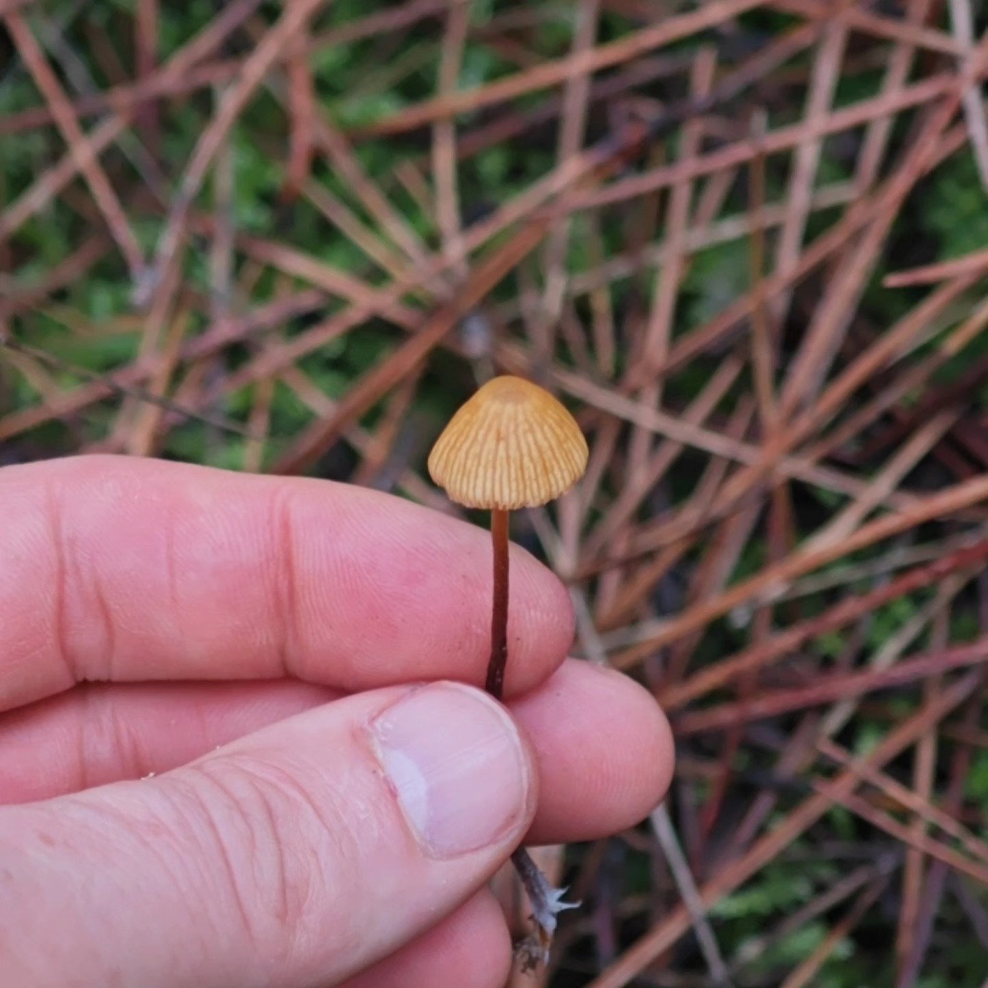 627467072 10226766439021888 5973057239605304186 N