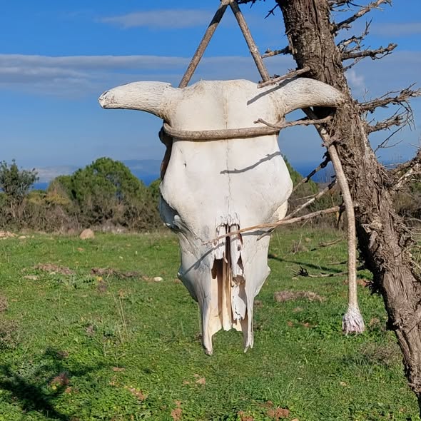 631137173 18568351651039216 1199784366744798297 N