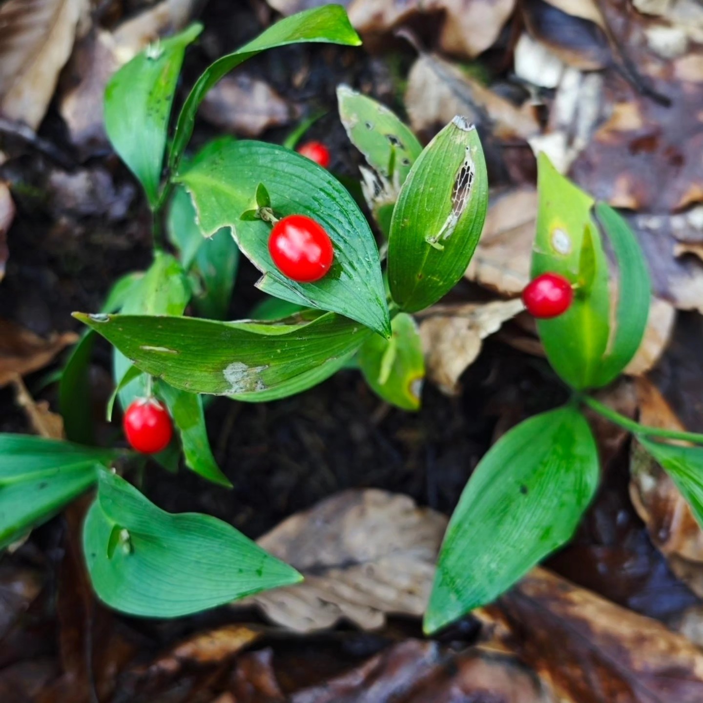 632732403 10226840898523329 4604958208612620197 N