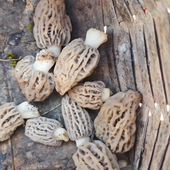 634293247 10226879163799937 1064618945168153570 N