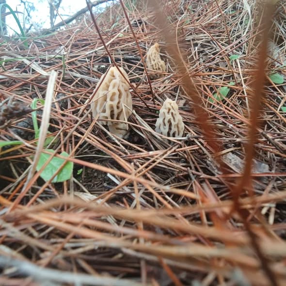 635474340 10226879164479954 2865491696107348751 N