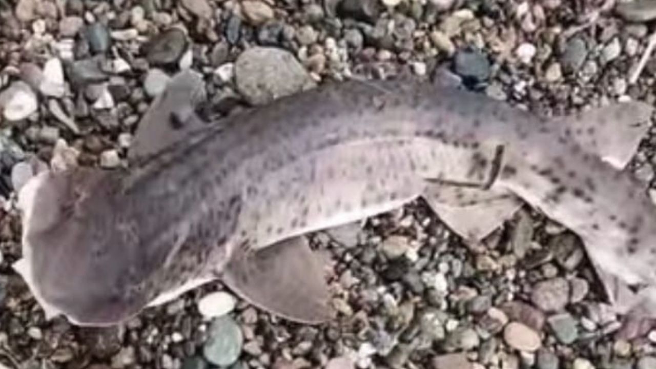 Bir Başlık Ekleyin (1)-645